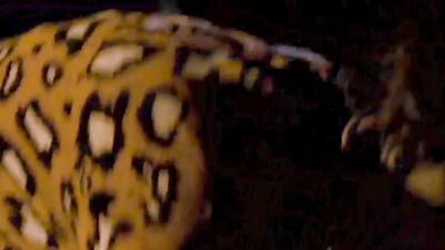 Constanza Moreno - Jesus (2016)